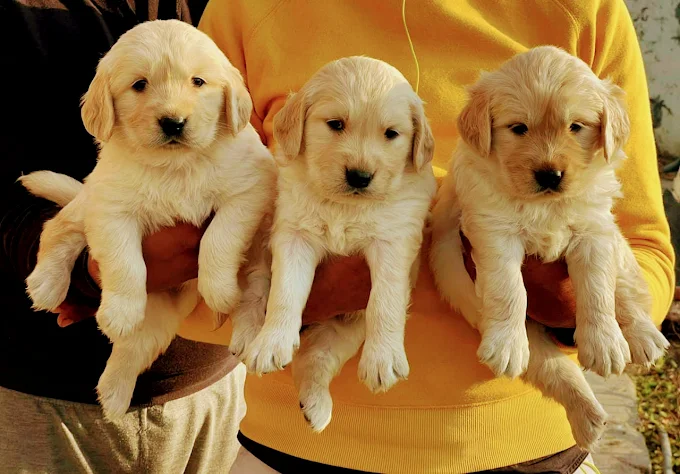 Happy Friends Pet Shop & clinic
